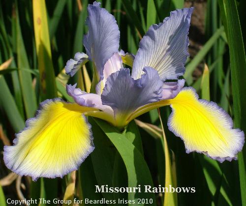 Missouri Rainbows (1)